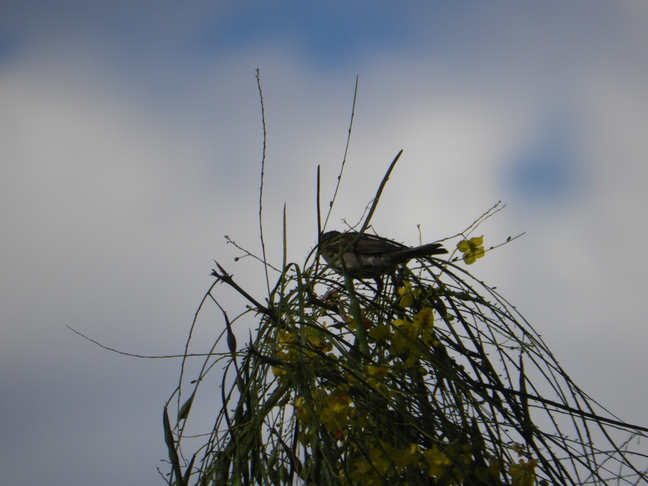 Aves visibles, campus consciente