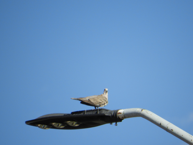 Aves visibles, campus consciente