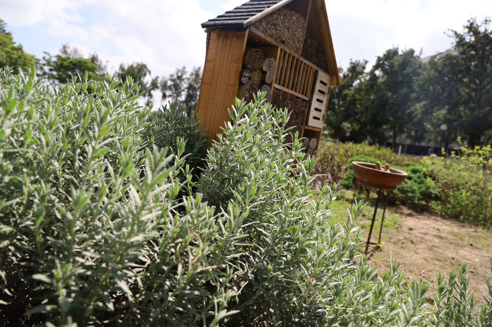 Además de que esta iniciativa se alinea a Ruta Azul, la estrategia institucional del Tec enfocada en la sostenibilidad y la lucha contra el cambio climático, obtener el reconocimiento es solo el inicio, pues el campus debe realizar un seguimiento puntual y mantener un control estricto de la flora para renovar su acreditación anualmente.