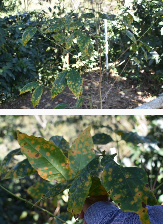 Cultivos agroforestales