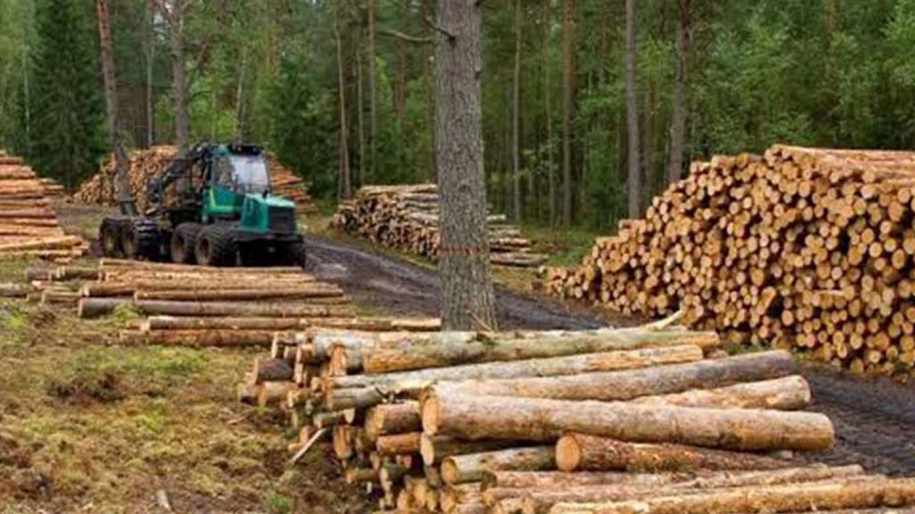 Frente a la degradación de los bosques consume madera legal