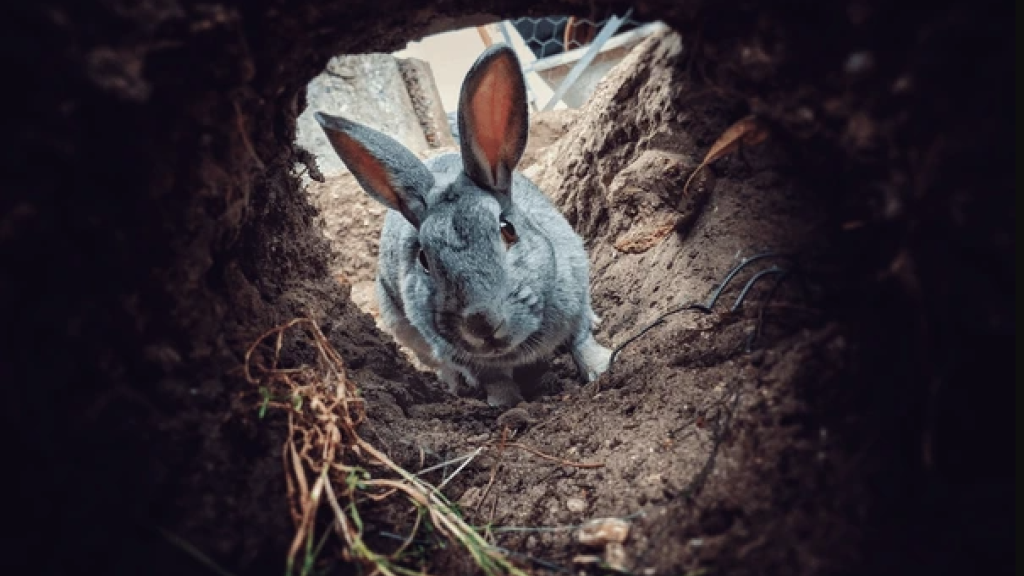 Millones de conejos recuperando el Desierto de Sonora, México